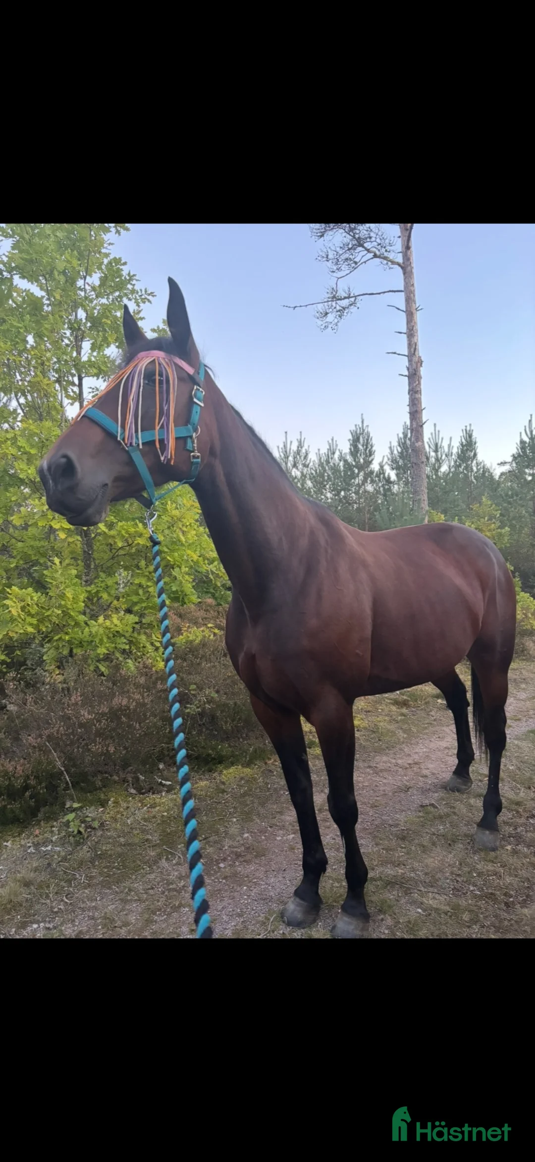 Allround hästar till salu: Underbar varmblodig ridtravare - Annons 2