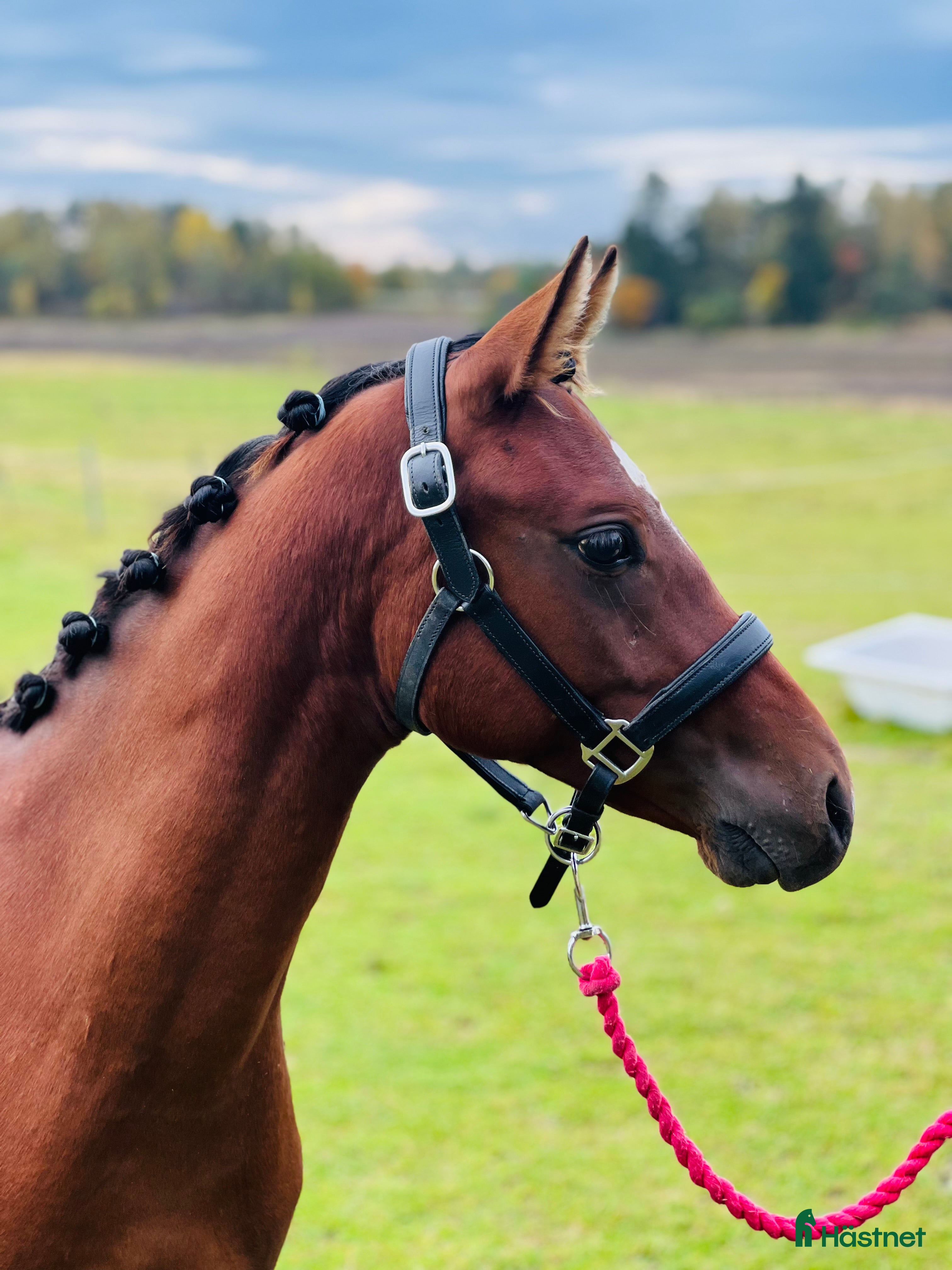  hästar Härlig ponny söker sin familj 💖 i Eskilstuna - Annons 14