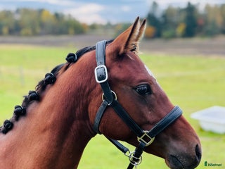 hästar Härlig ponny söker sin familj 💖 i Eskilstuna - Annons 18