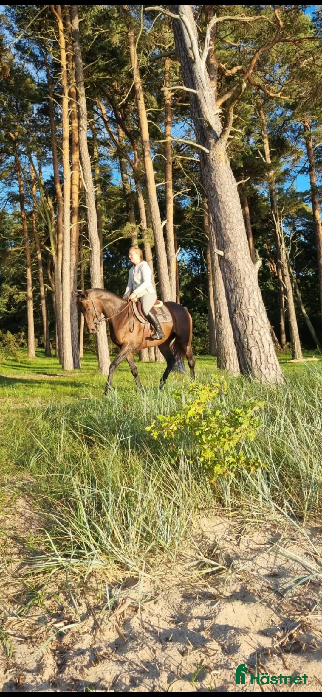 Allround hästar till salu: Lakrits i Genarp - Annons 2