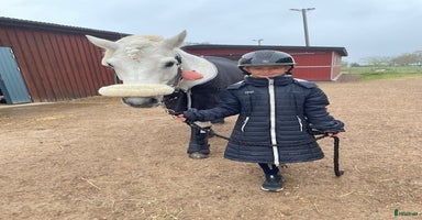  hästar i Viken - Annons 7