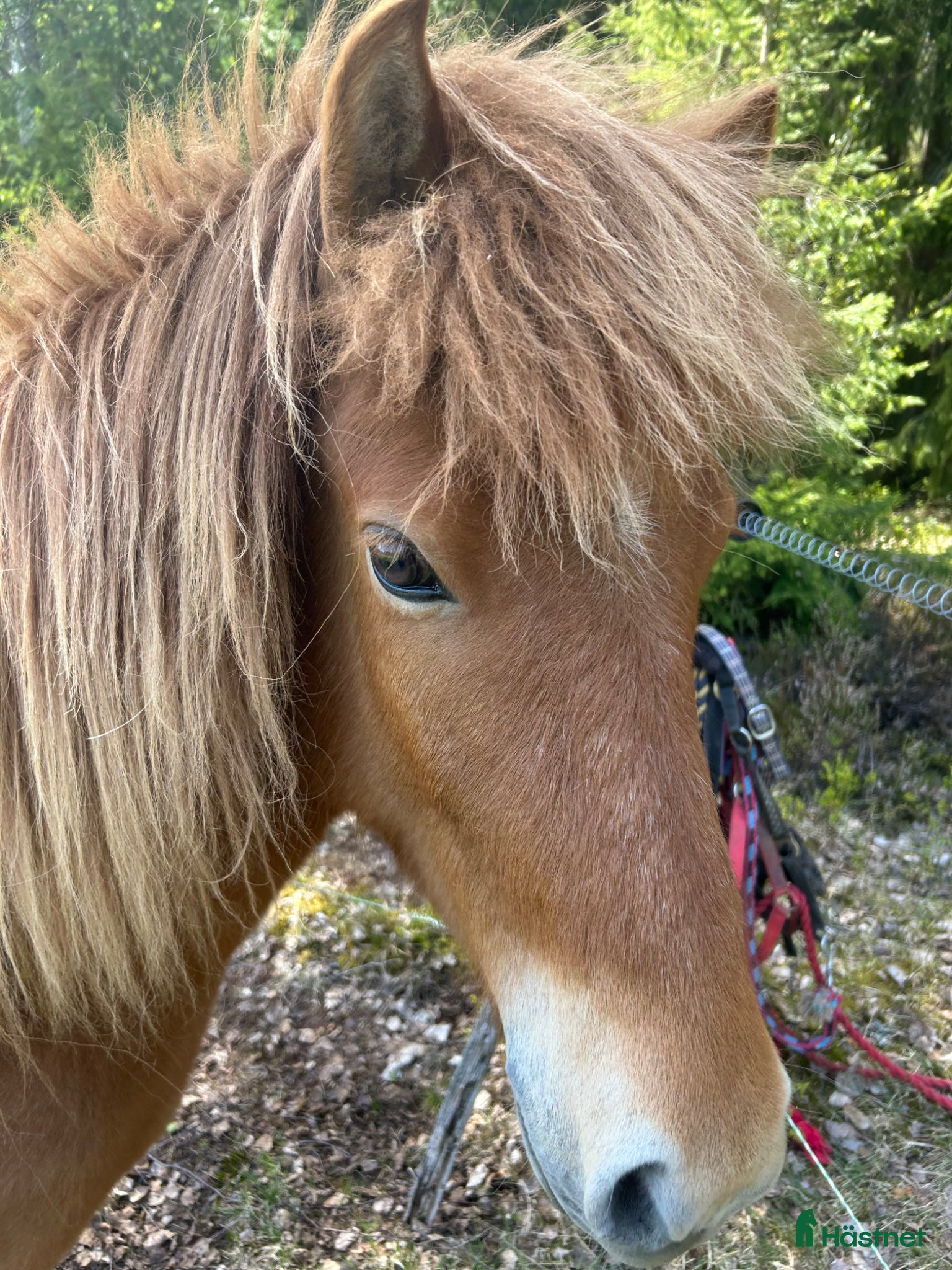  hästar Sto med spännande stam gör ett kap  - Annons 4