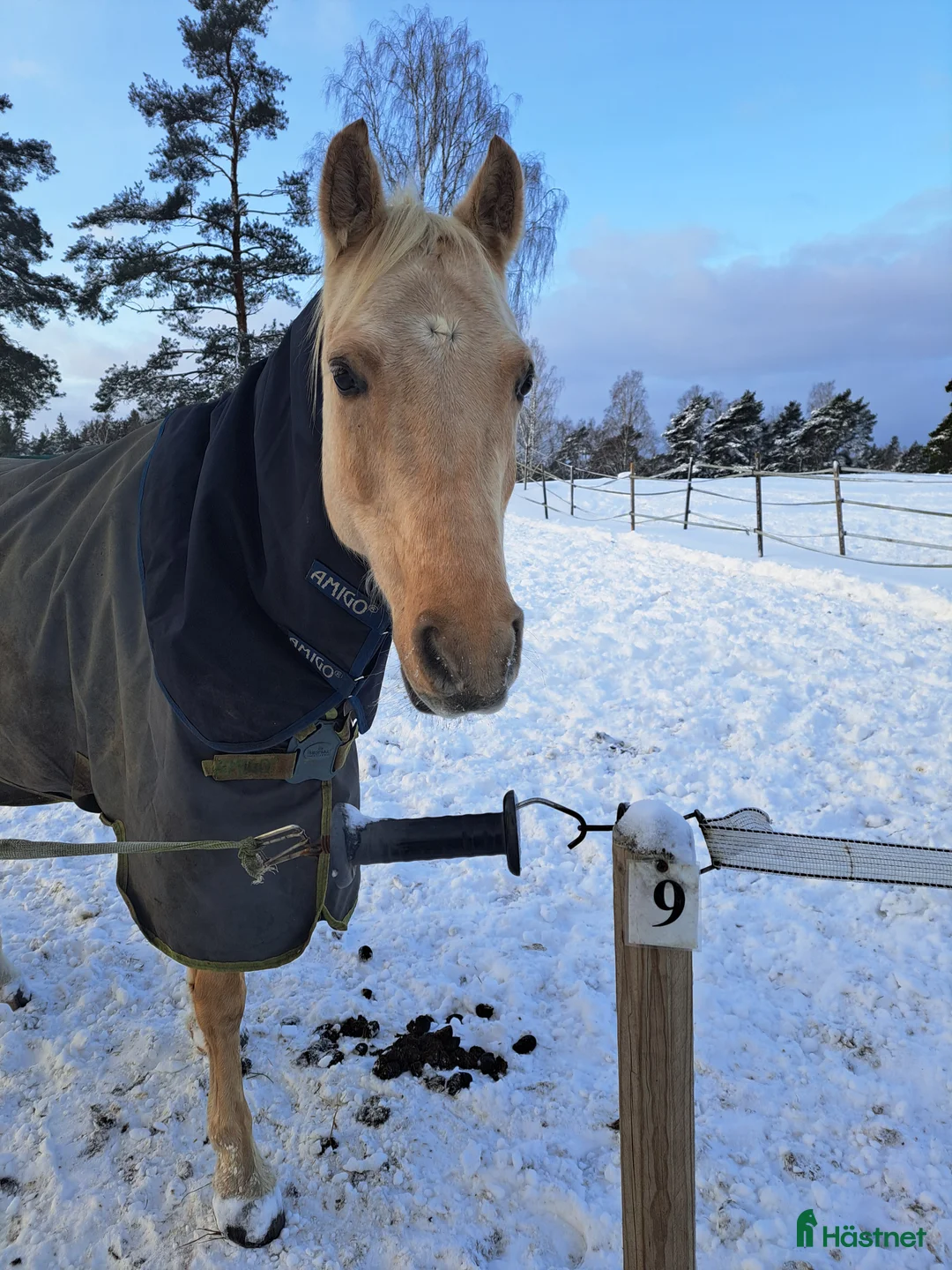  medryttarhäst finnes: Medryttare/delfodervärd  i Täby - Annons 2