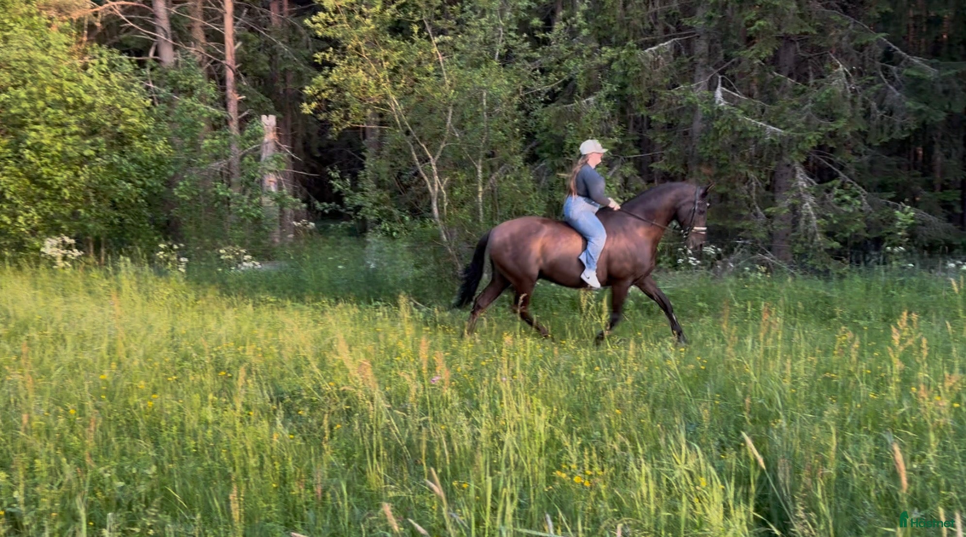  hästar Intressekoll - Annons 12