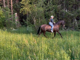 hästar Intressekoll - Annons 12