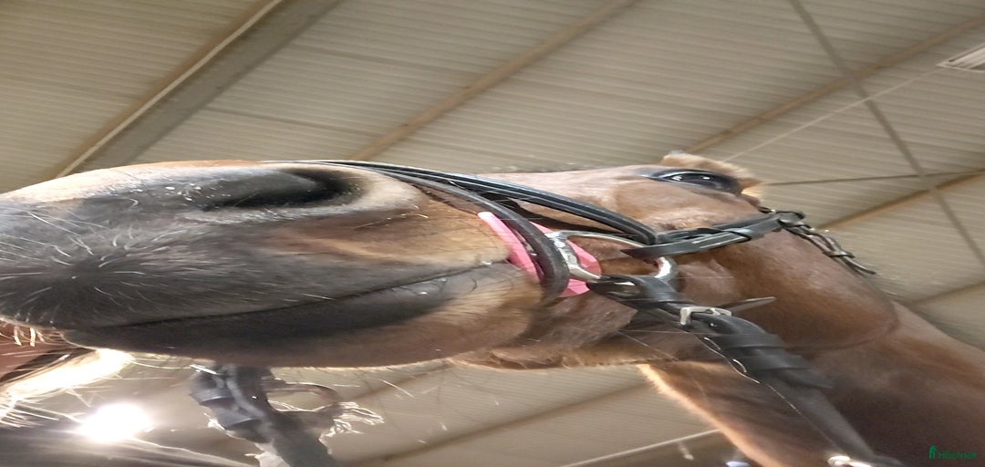 Galleribild {{count}}