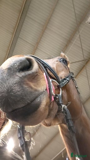 Galleribild {{count}}