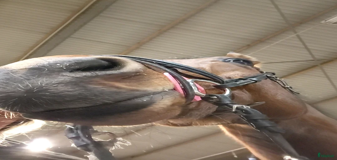 Galleribild {{count}}