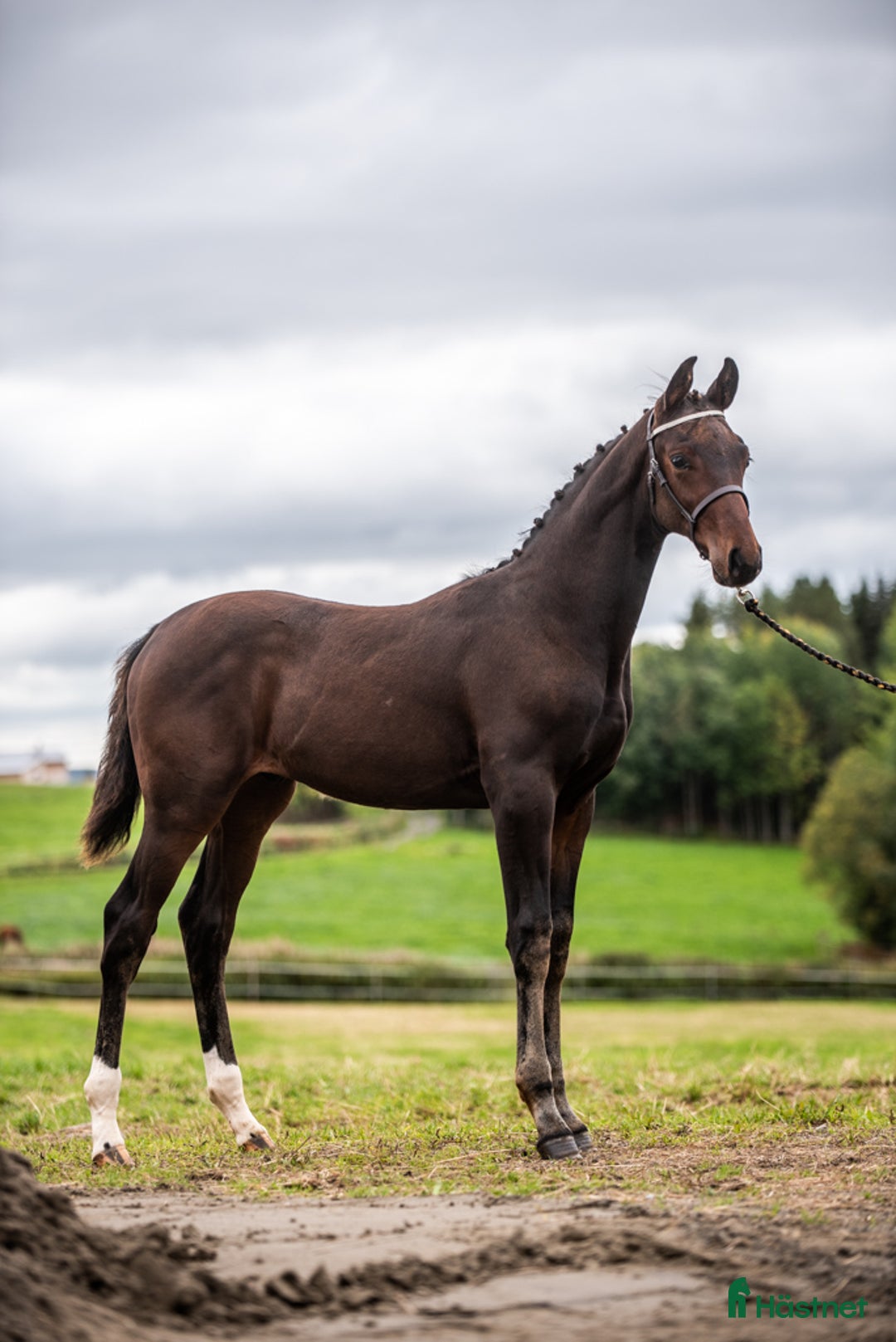 Dressyr hästar till salu: Ettåring för dressyr med trevlig mekanik i Aspås - Annons 2