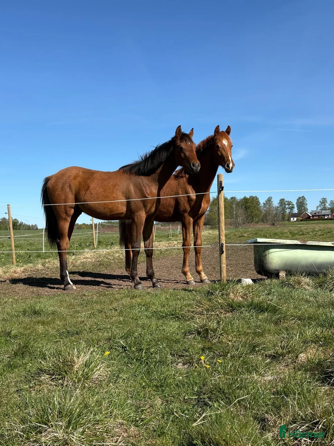 Dressyr hästar till salu: Två fina ettåringar till salu med topp stam  i Munka-ljungby - Annons 2