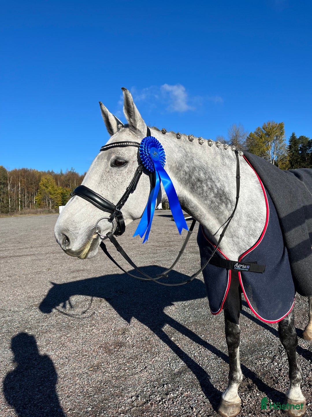 Fälttävlan hästar till salu: Fantastiskt SWB-sto för hopp/fälttävlan i Vetlanda - Annons 2