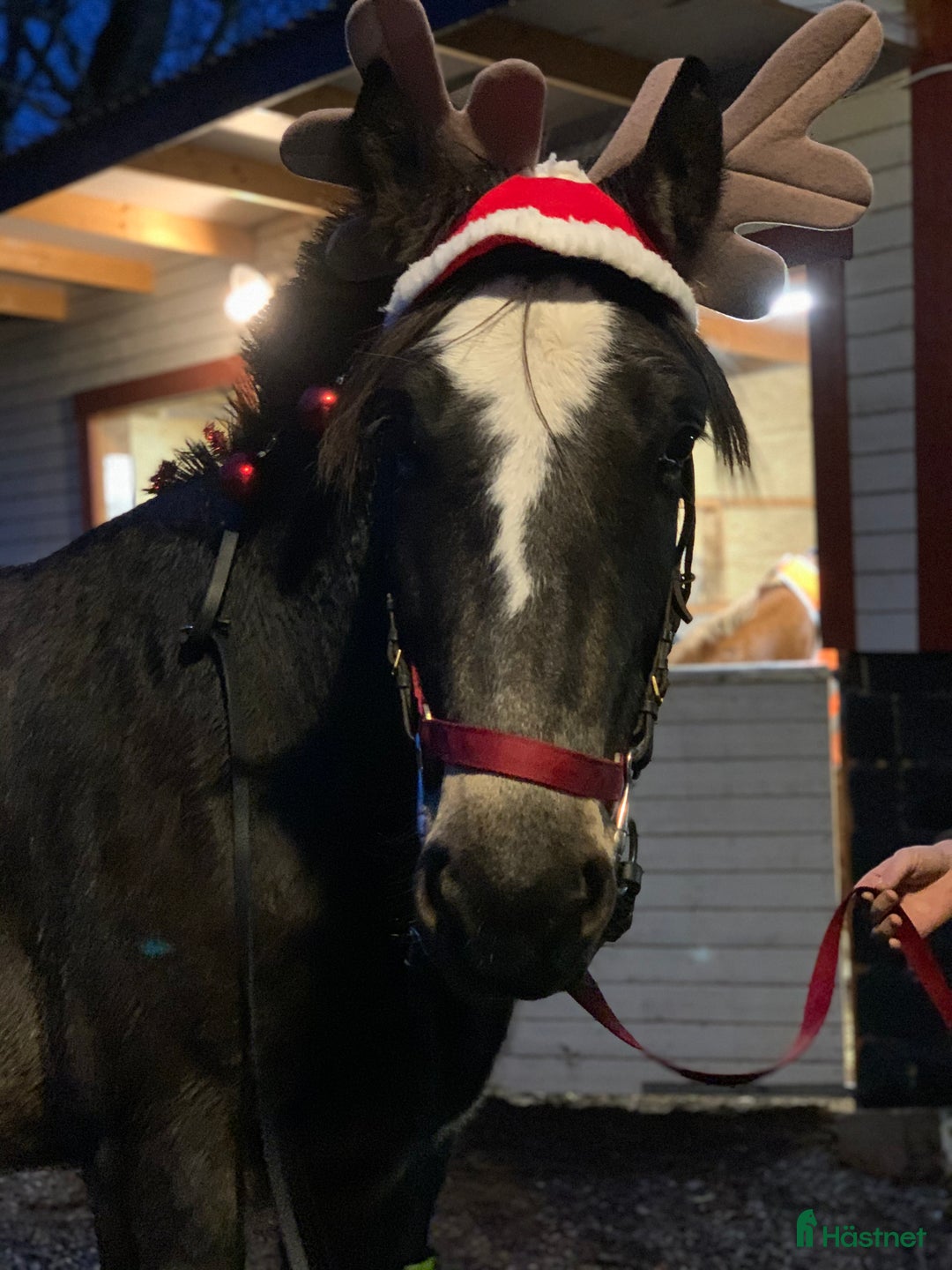  foderhäst finnes: Fodervärd sökes  i Solna - Annons 2