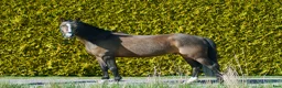 Dressyr hästar till salu: Ämne för framtiden i Borensberg - Annons 1
