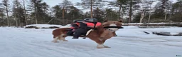Allround hästar till salu: Sött whelssto, barnponny. - Annons 4