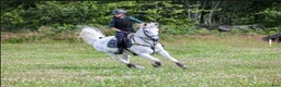 Allround hästar till salu: Världens finaste Boy - Annons 3