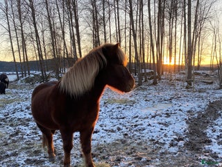 Allround hästar till salu: Islandshäst i Dala-Husby - Annons 1
