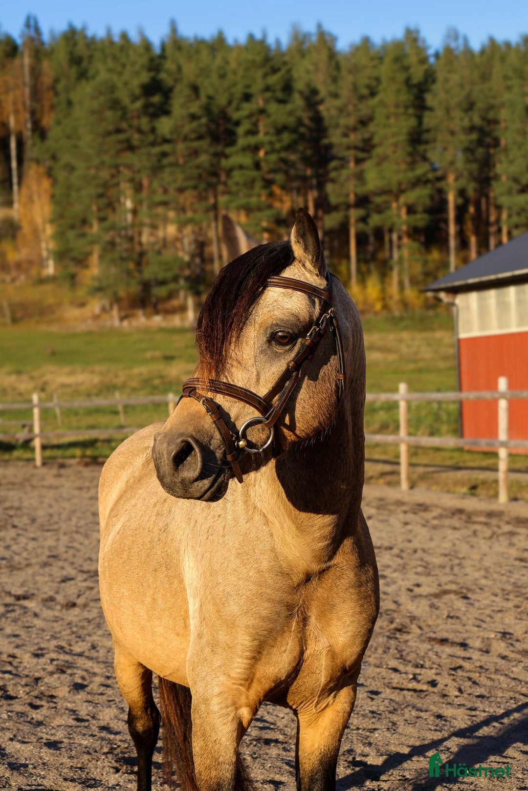 Allround hästar till salu: Unikt framtidsämne för dressyr, hopp elr fltvn i Vallsta - Annons 2