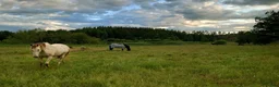  stallplats finnes: Stallplats med mycket service - Annons 10