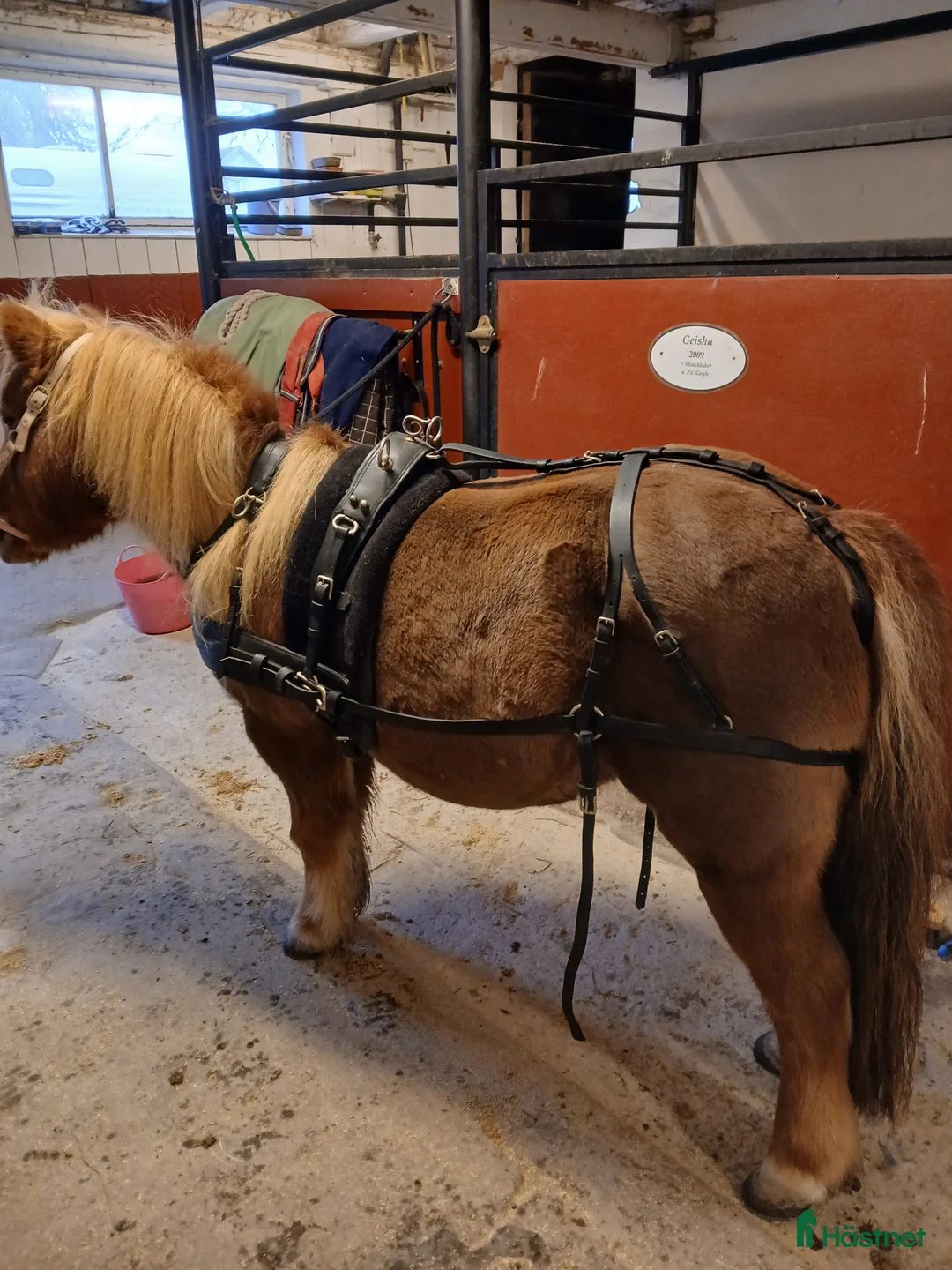 Körselar körning till salu: Parsele shettis i Björkvik - Annons 1