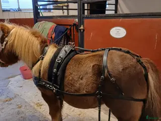 Körselar körning till salu: Parsele shettis i Björkvik - Annons 2