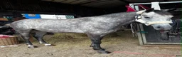 Allround hästar till salu: Connemara gelding 155cm - Annons 5