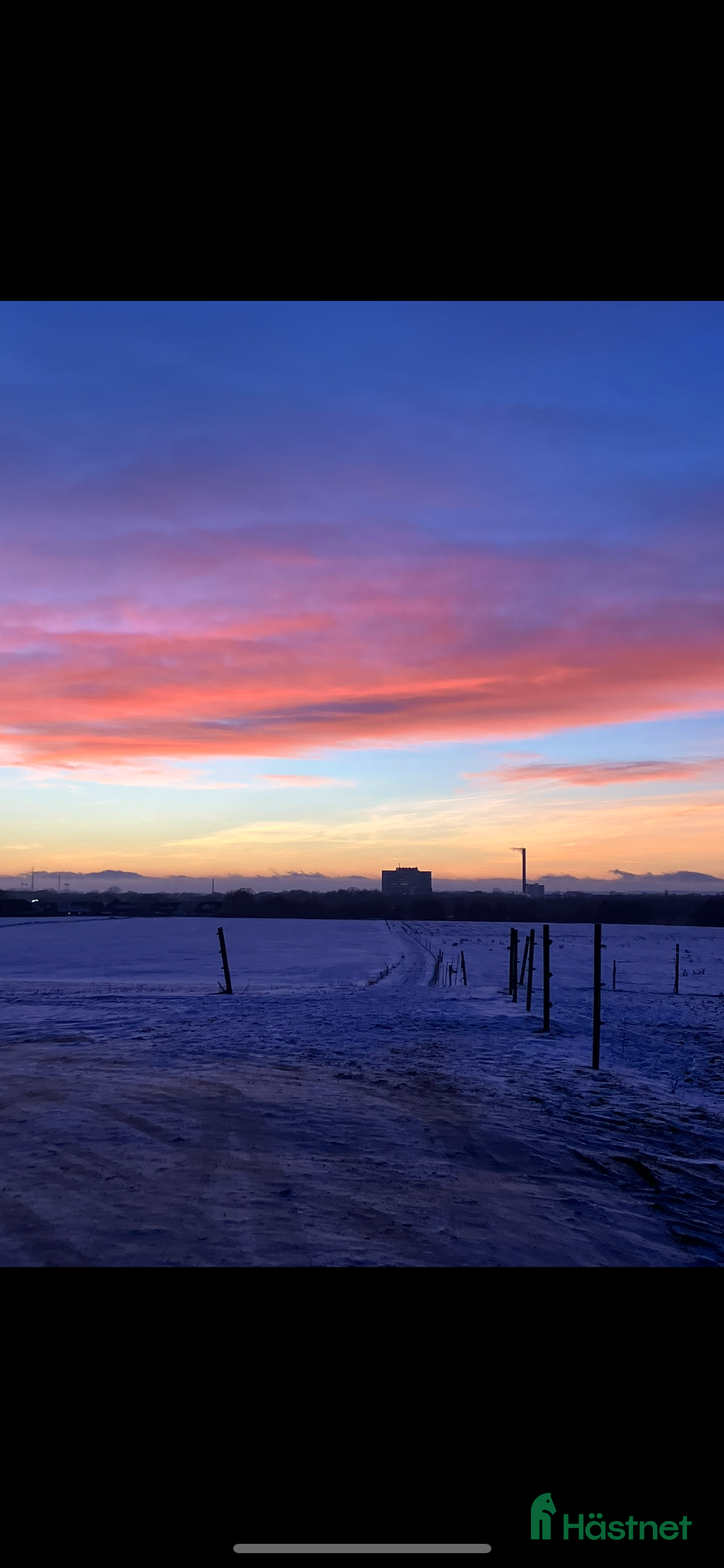 foderhäst sökes: Sommarhäst 2026 Välkomnas i Kristianstad - Annons 4