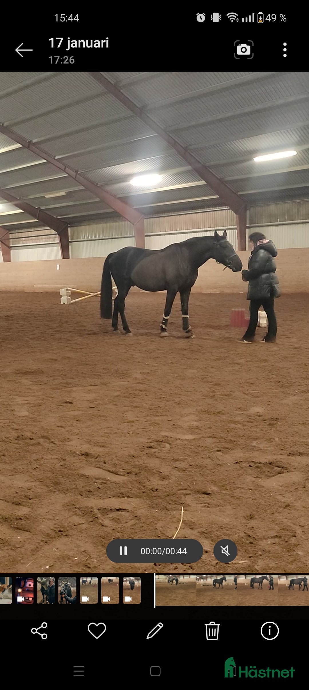  hästar Projekthästen Bosse  - Annons 18