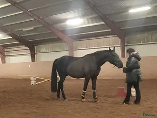 hästar Projekthästen Bosse - Annons 18