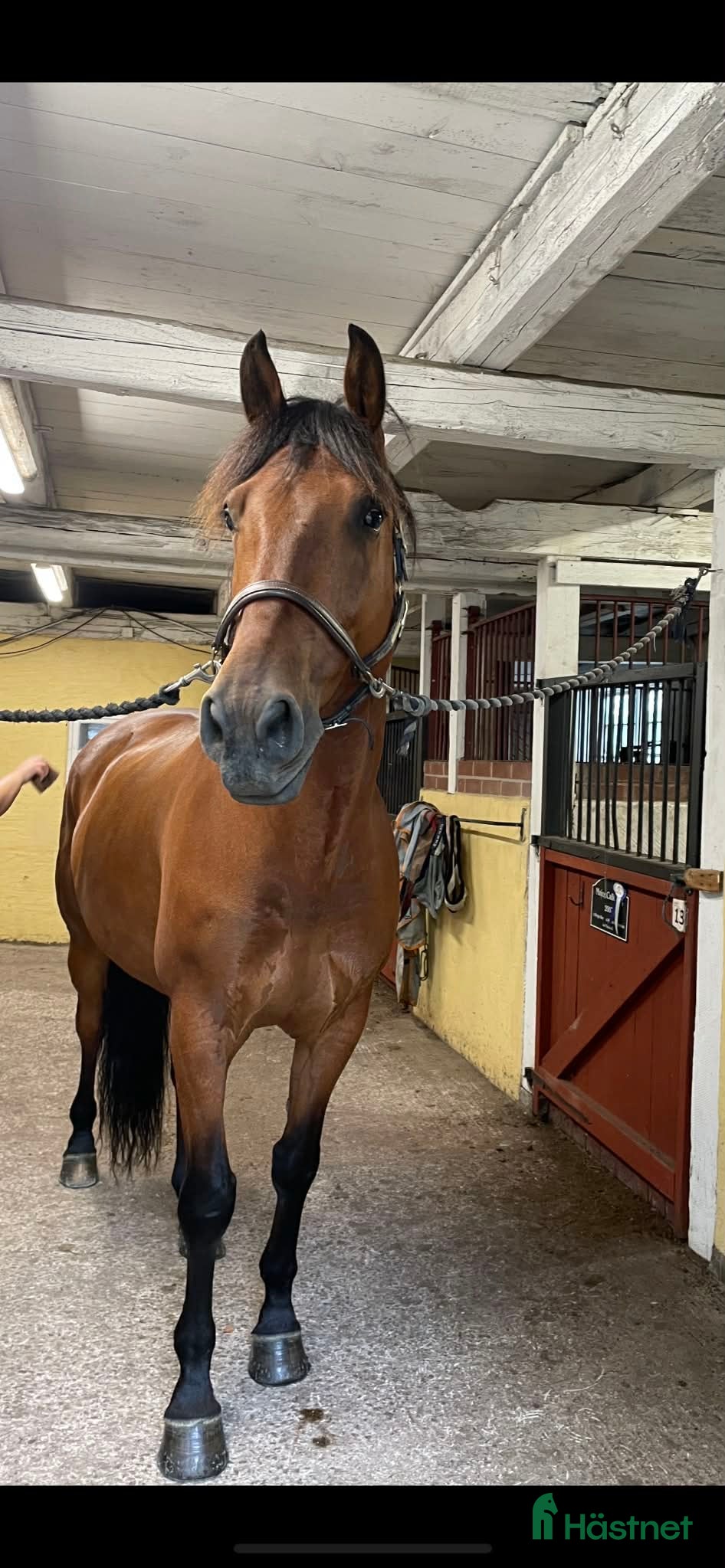  hästar Lasse söker hem med uteritter och ev körning - Annons 9