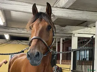 hästar Lasse söker hem med uteritter och ev körning - Annons 9