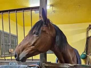 hästar Söt ponnyliknande fd travare - Annons 13