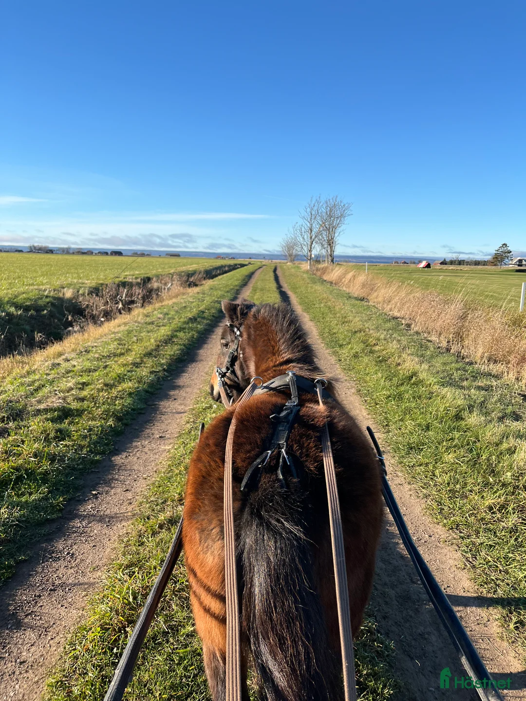 Allround hästar till salu: Sto för körning  i Ringarum - Annons 4