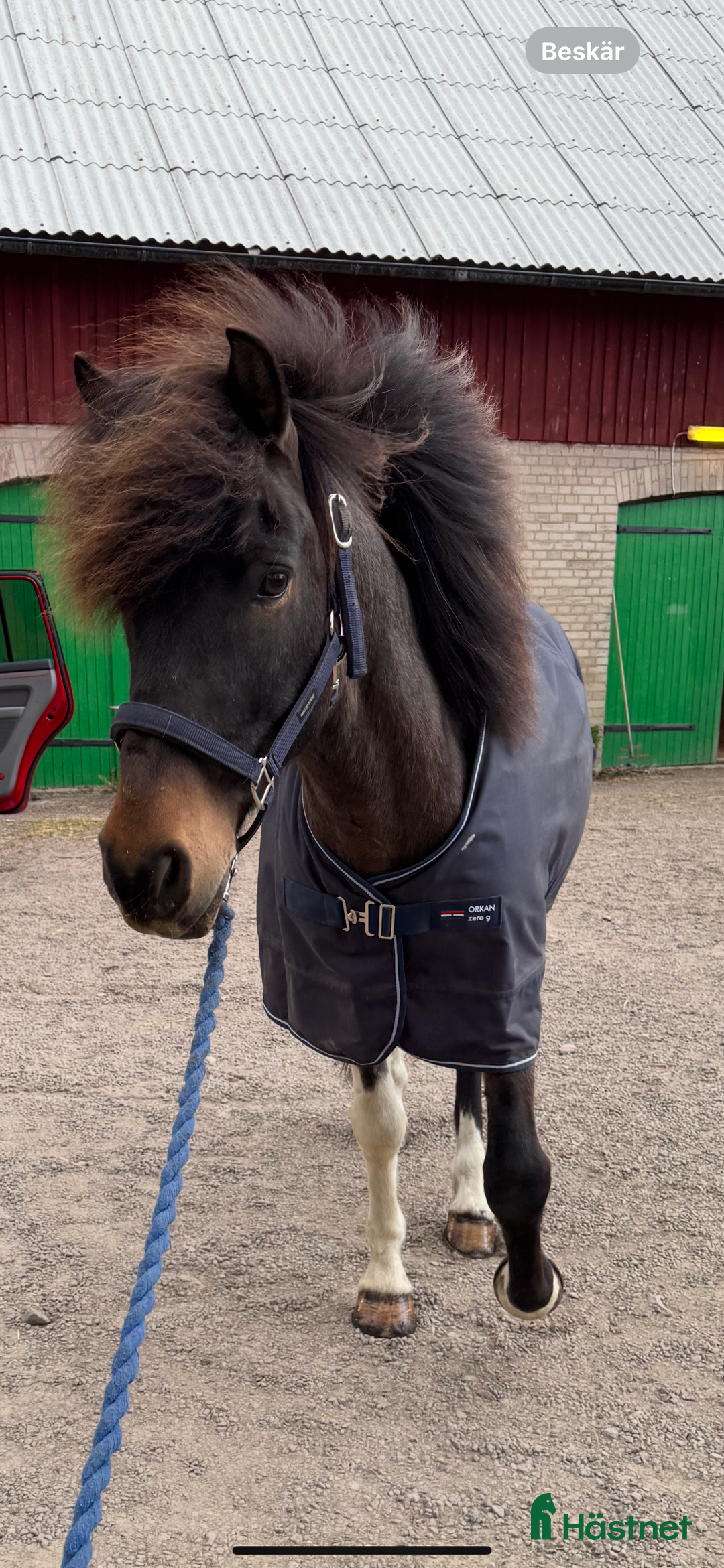Island hästar till salu: Vacker Valack.  i Påarp - Annons 2