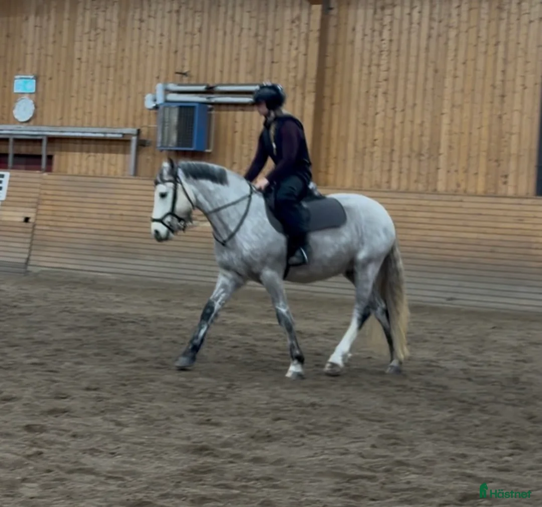 Allround hästar till salu: Svensk född Connemara i Bergeforsen - Annons 2