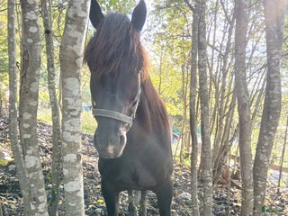 hästar Kallblodsvalack i Indal - Annons 9