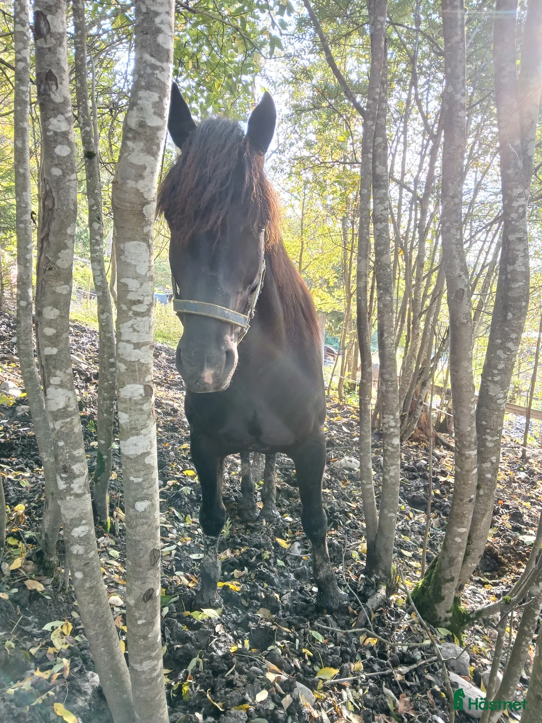 Allround hästar till salu: Kallblodsvalack  i Indal - Annons 1