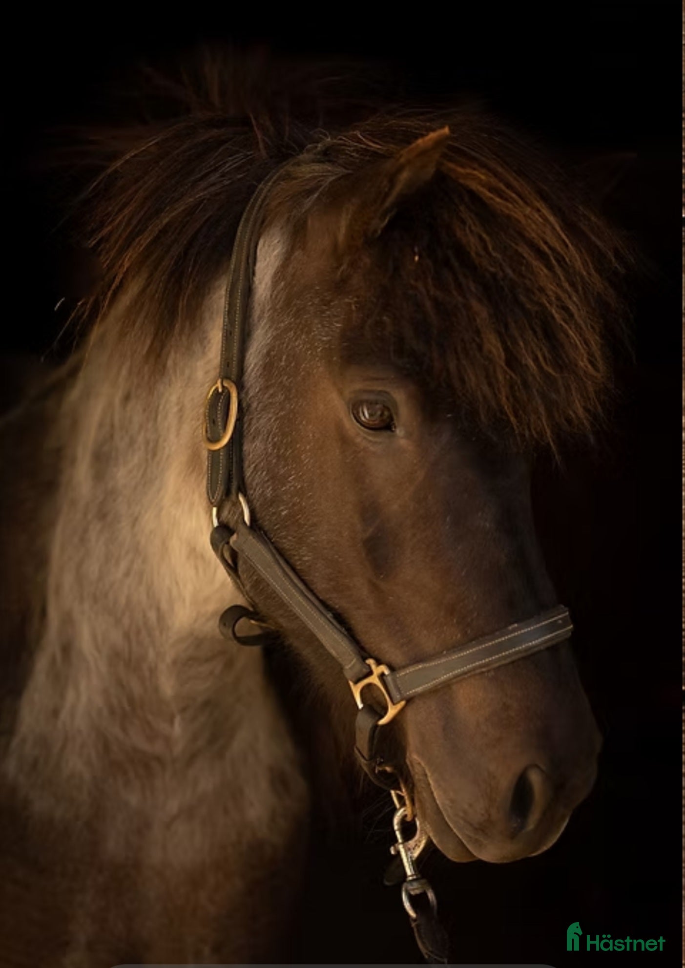  hästar Nytt hem sökes till snäll och go islandshäst i Bollebygd - Annons 17