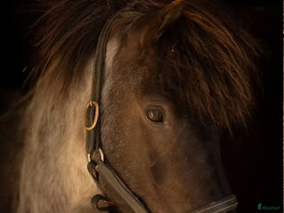 hästar Nytt hem sökes till snäll och go islandshäst i Bollebygd - Annons 15