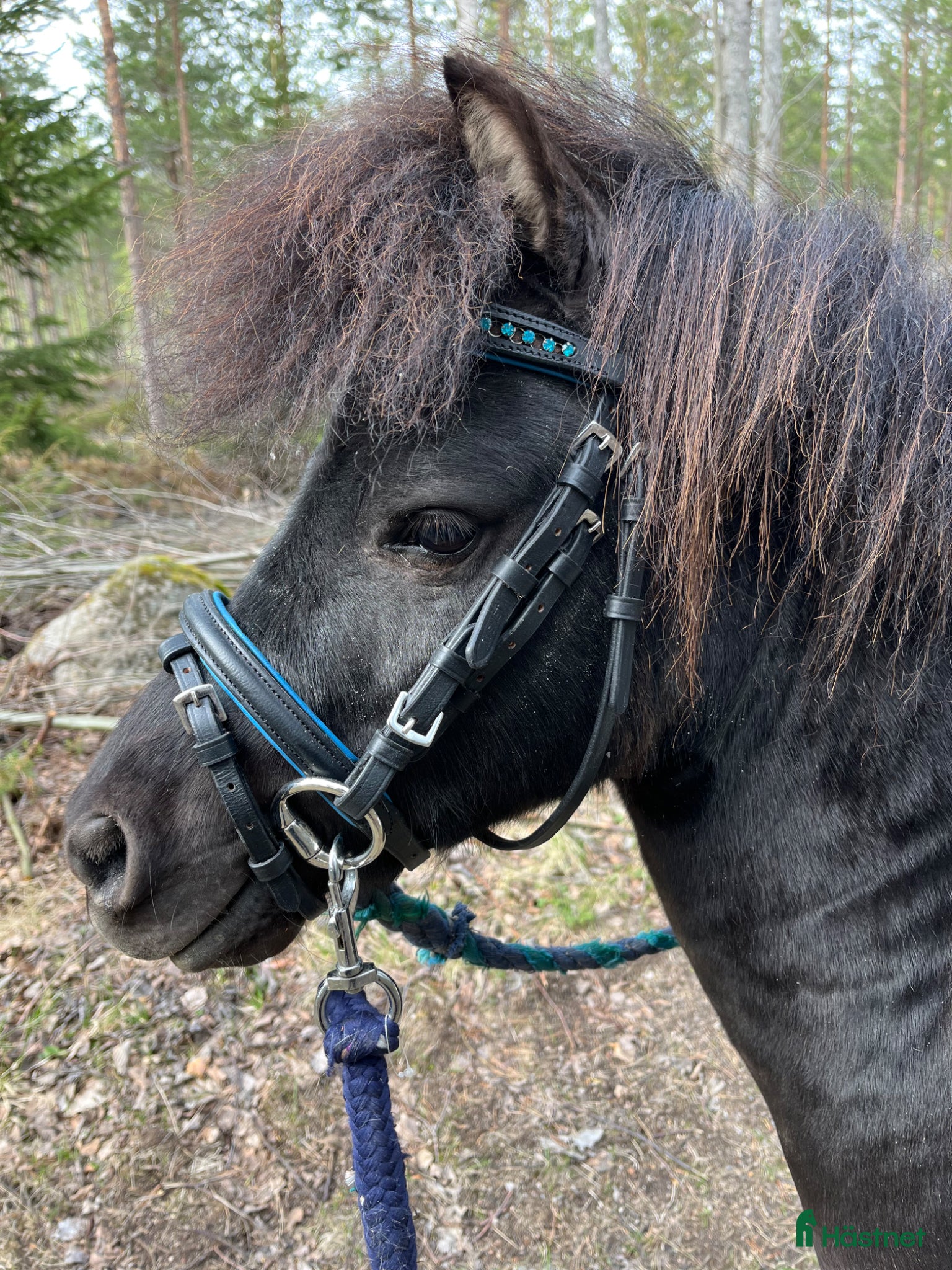  hästar Leif och Billy - Annons 1