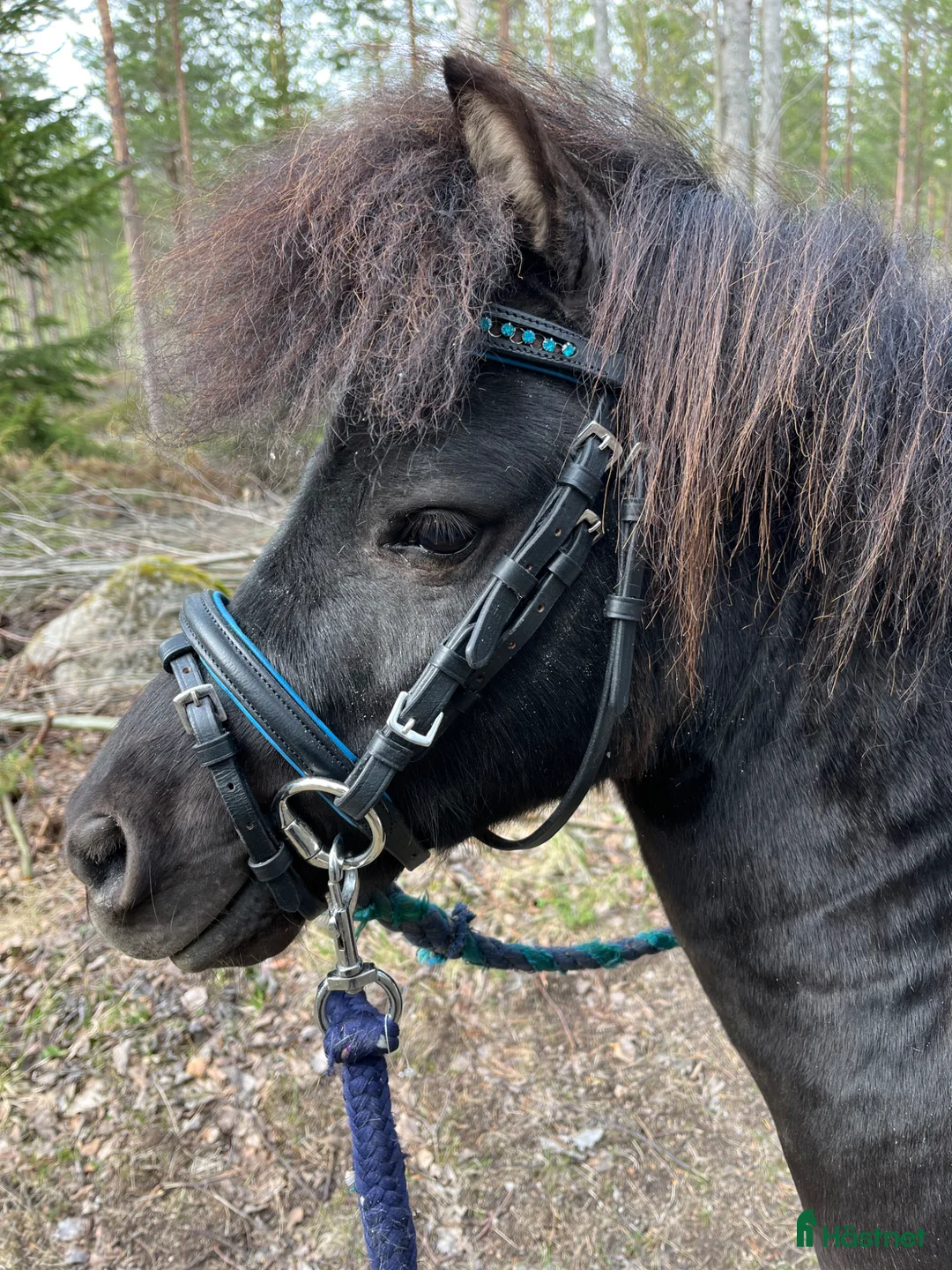 Sällskap hästar till salu: Leif och Billy i Trönödal - Annons 1