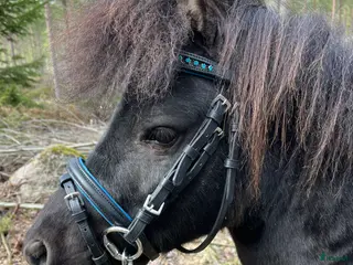 hästar Leif och Billy - Annons 1