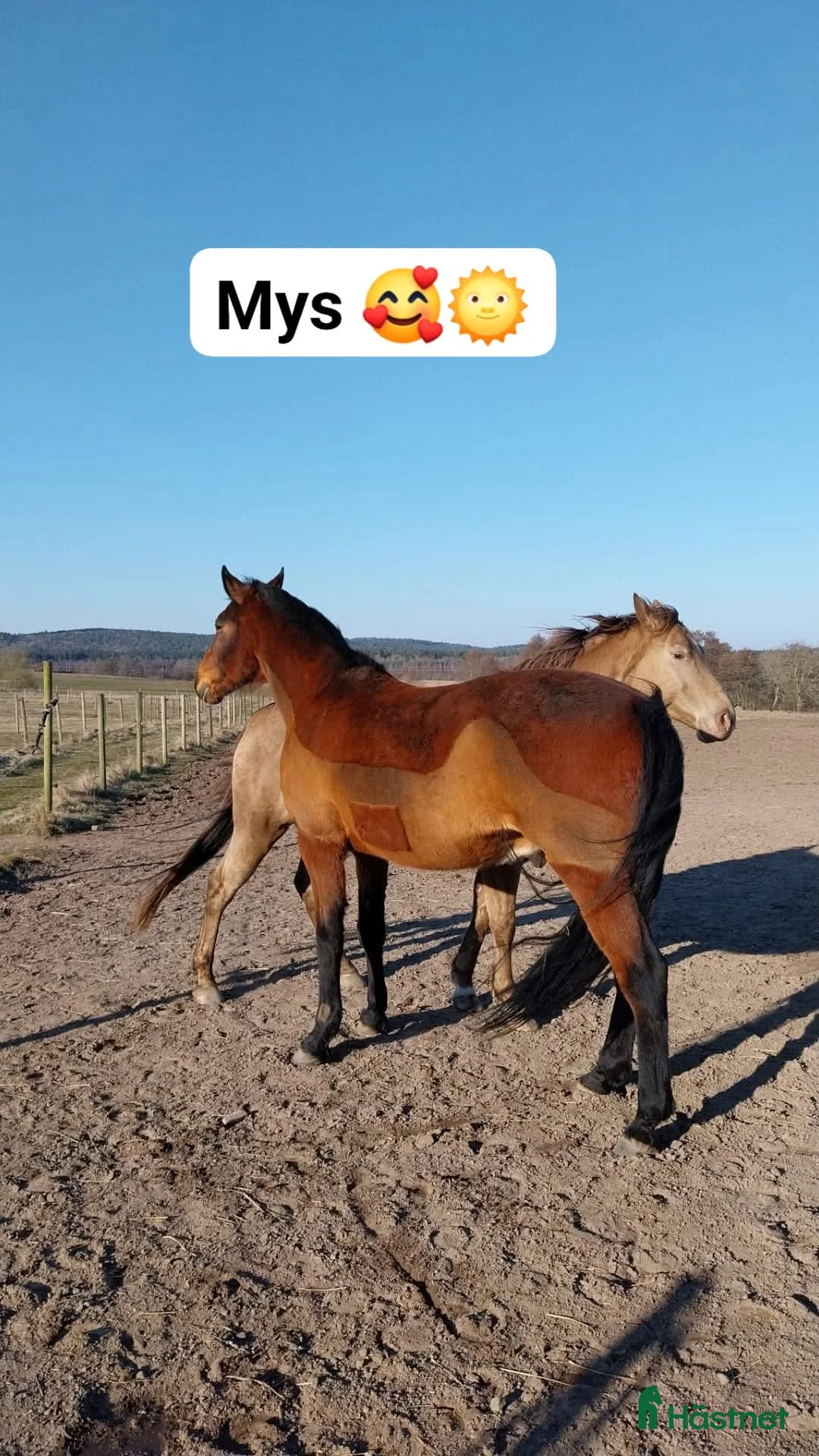 Sällskap hästar till salu: En riktig gentleman  i Halmstad - Annons 2