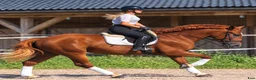 Allround hästar till salu: Fantastic Mother & Daughter partner for everybody  - Annons 12