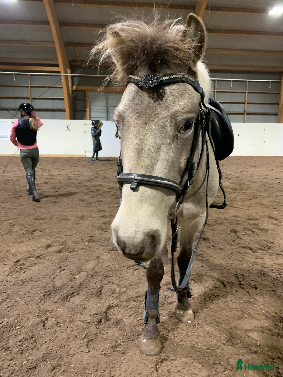 Sällskap hästar till salu: Trevligt gotlandsruss  i Strängnäs - Annons 4