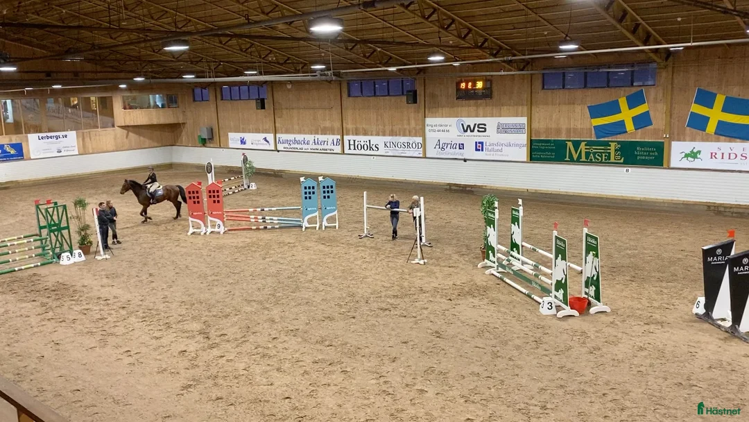 Hoppning hästar till salu: Trevlig valack säljes - Annons 4