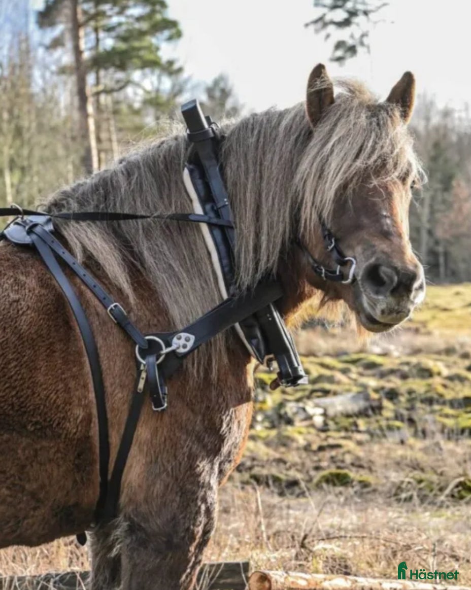 Körselar körning till salu: Fin loksele  - Annons 3