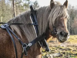 Körselar körning till salu: Fin loksele - Annons 3