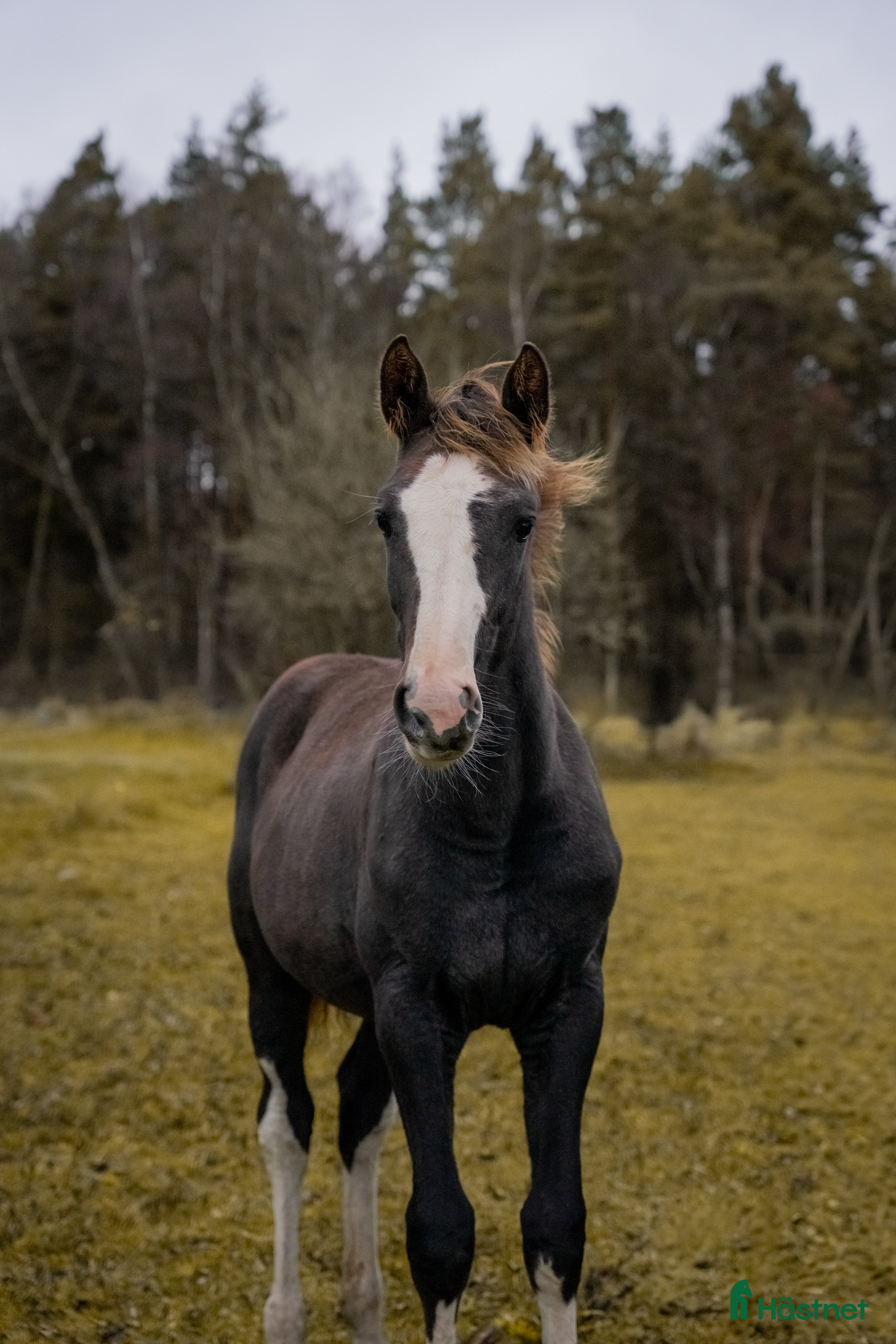  hästar Vackert tecknat stoföl efter Esmeraldo i Skövde - Annons 4