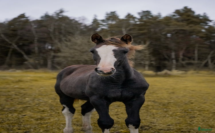  hästar i Skövde - Annons 14