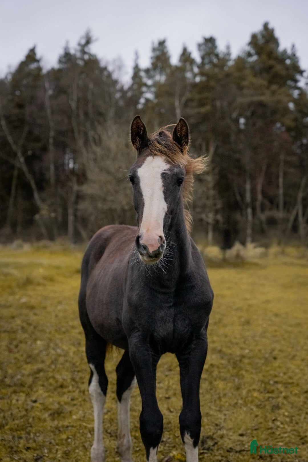 Hoppning hästar till salu: Vackert tecknat stoföl efter Esmeraldo i Skövde - Annons 1
